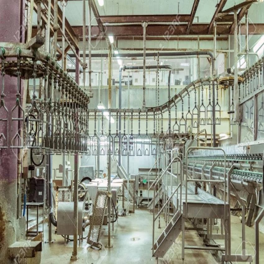 Chicken Stainless Steel Poultry Processing Plant
