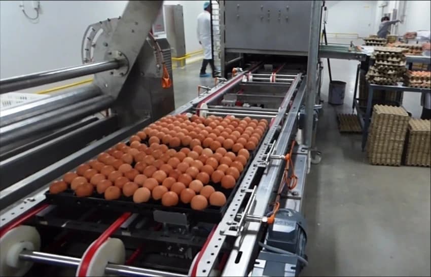 Egg Cleaning Machine