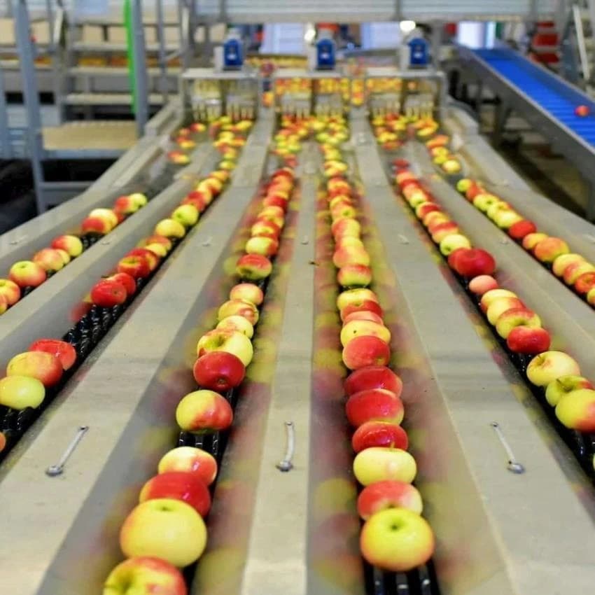 Apple Sorting Machine