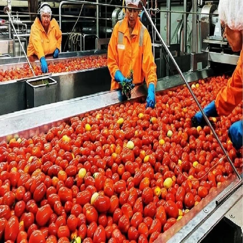 SS Tomato Ketchup Plant