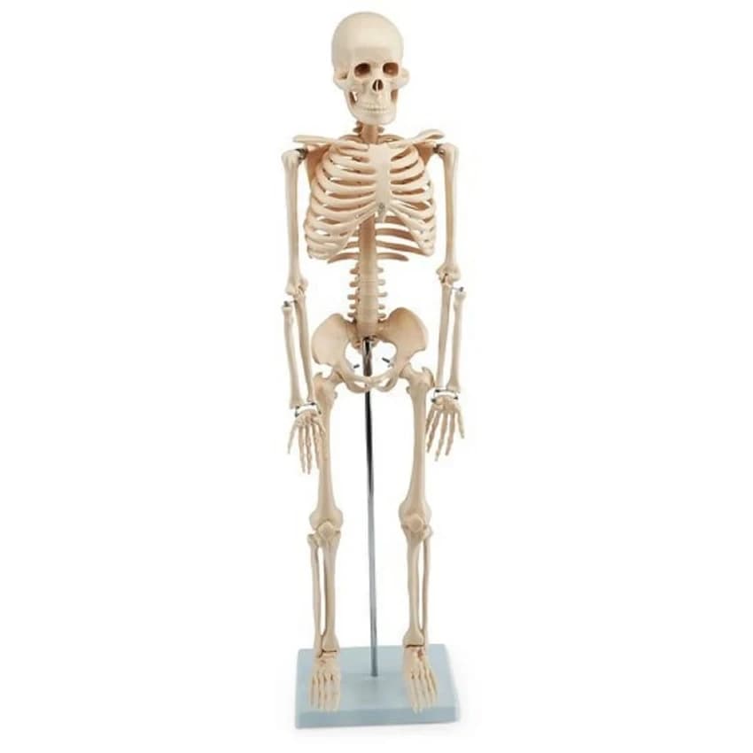 PVC Mini Human Skeleton Model 45cm