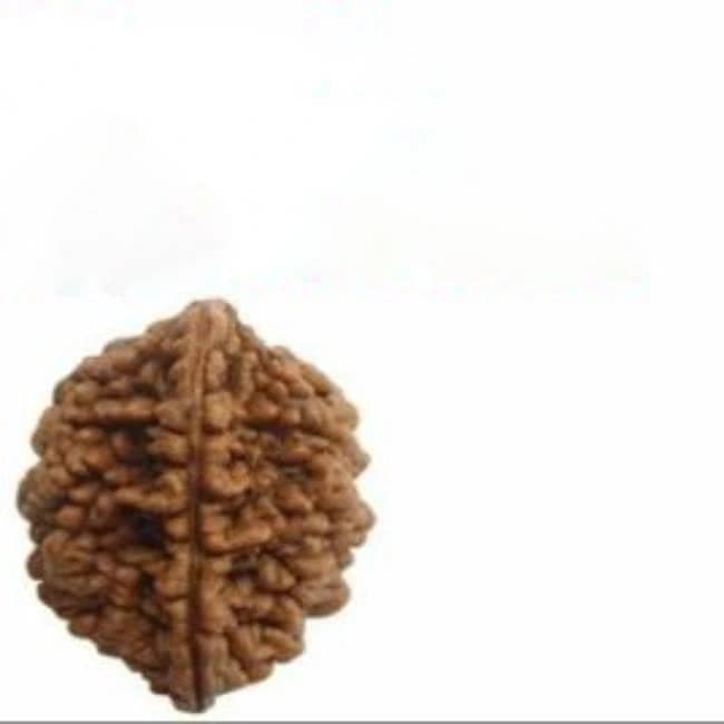 Brown Oval 2 Mukhi Rudraksha Rs 4 Per Piece, 3 Gram