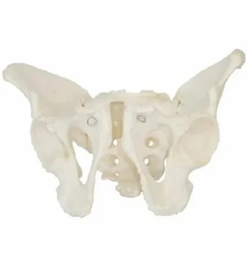 Adult Male Pelvis