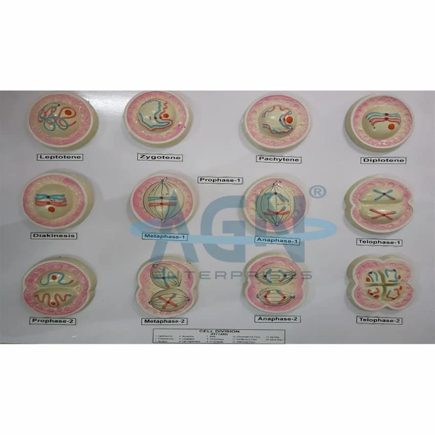 MITOSIS/ MEIOSIS, On Board(Any One)