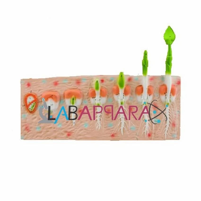 Labappara Botany Models Made Of Fiber Glass For Biology, For Laboratory Use