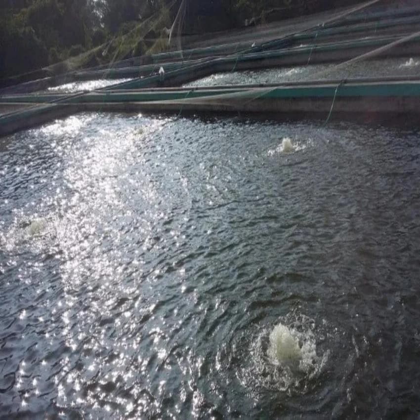 Diffused Aerations Aquaculture Air Bubble Diffusers
