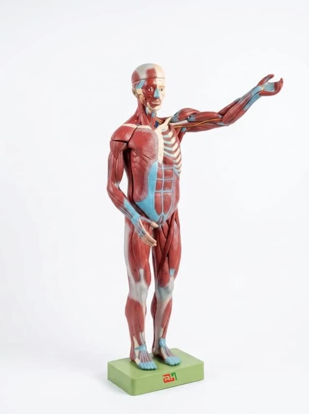 PVC Human Muscular System Model