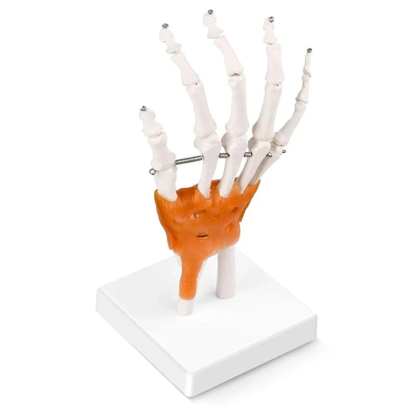 PVC Life Size Hand Joint Model