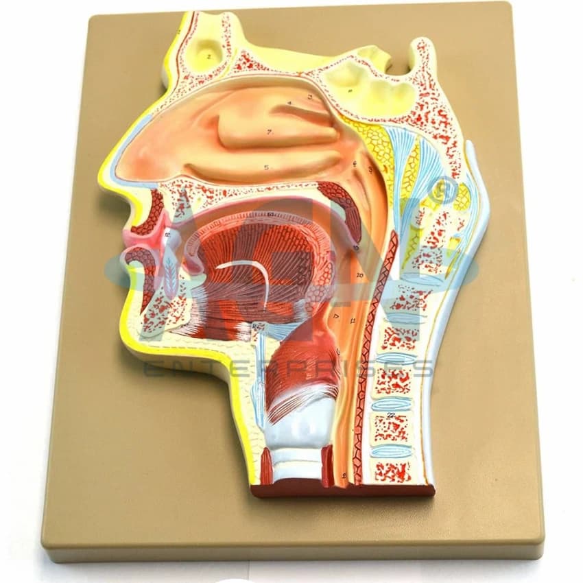 Plastic HUMAN NOSE MODEL