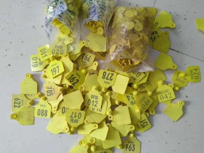 Visual Animal Ear Tag, Custom Printed