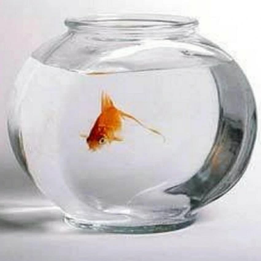 White Fish Bowl Shape Glass Pot, Packaging Type: Box, Size: 2 Inch