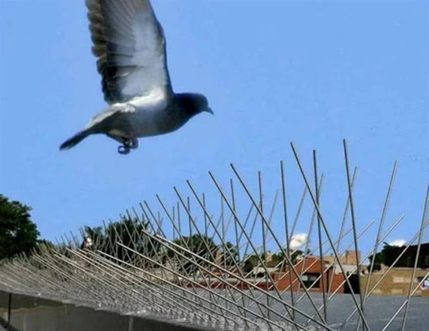 Poly Carbonate Bird Spike, For Buildings