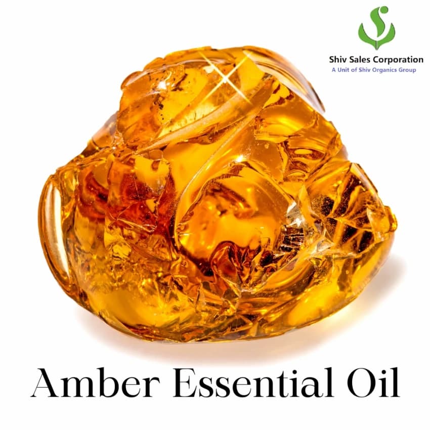Pinus Succinefera Amber Essential Oil, Pack Size: 5 L