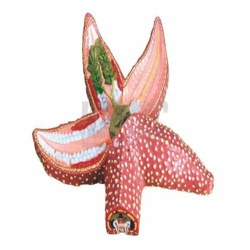 Star Fish