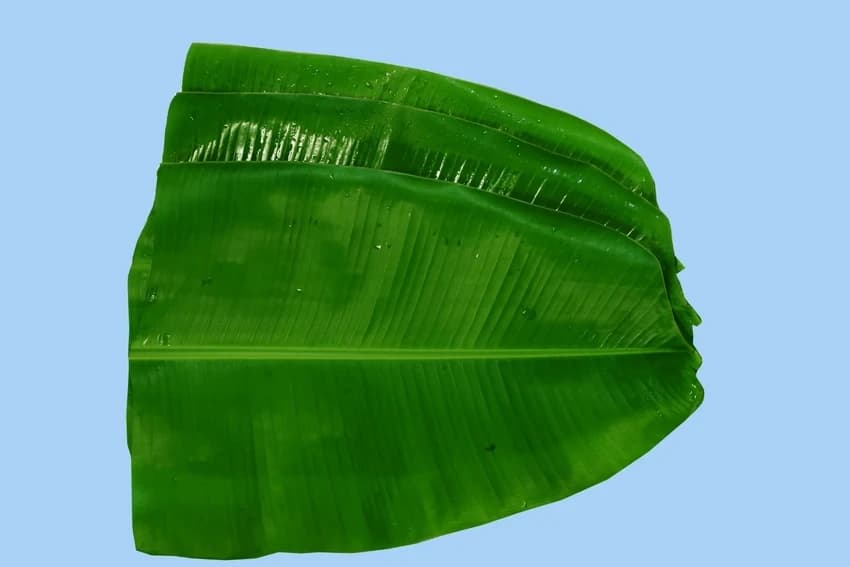 Green Fresh Banana Leaf