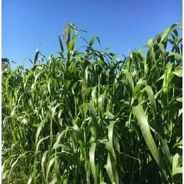 5kg Sorghum Sudan Seed