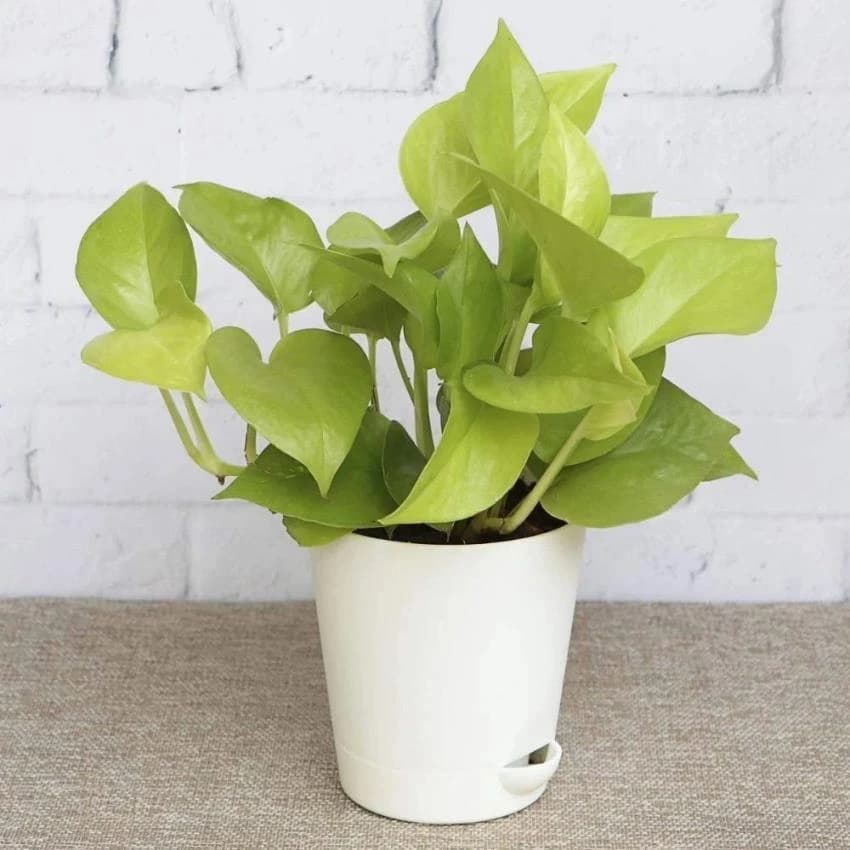 Well Drained Green Money Plant