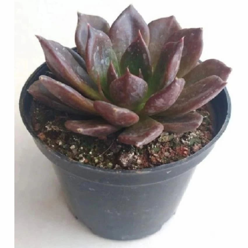 Well Drained Natural Succulents Plant