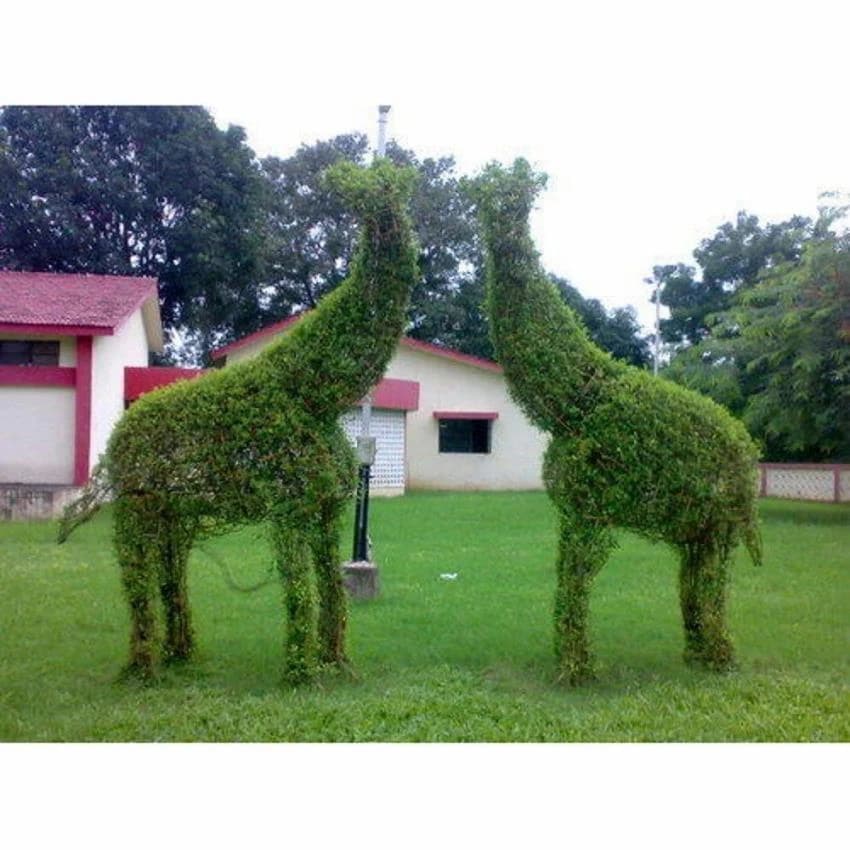 Topiary With Plants