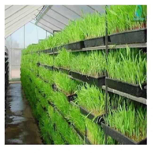 Hydroponic Chara Machine