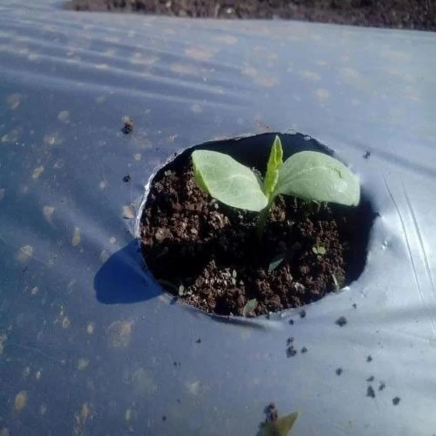 Agriculture Mulching Paper