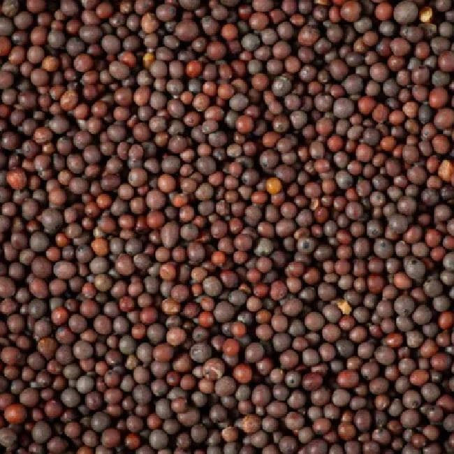 Mustard Seeds