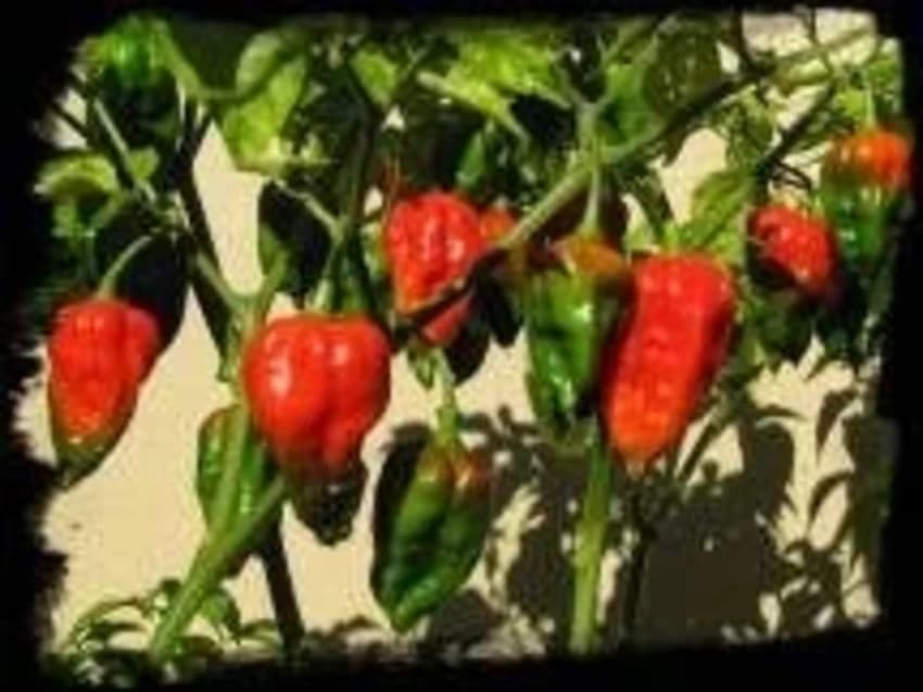 Red Chilli And Powder