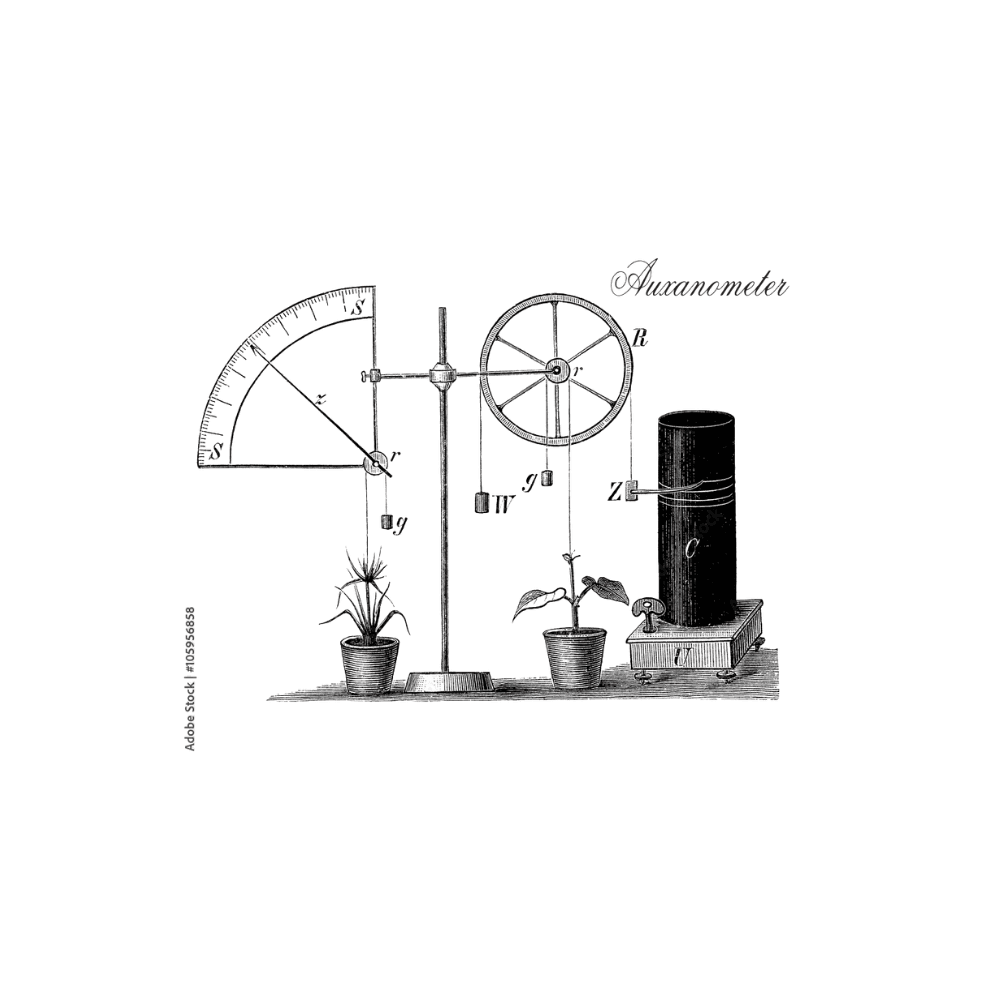 Auxanometer