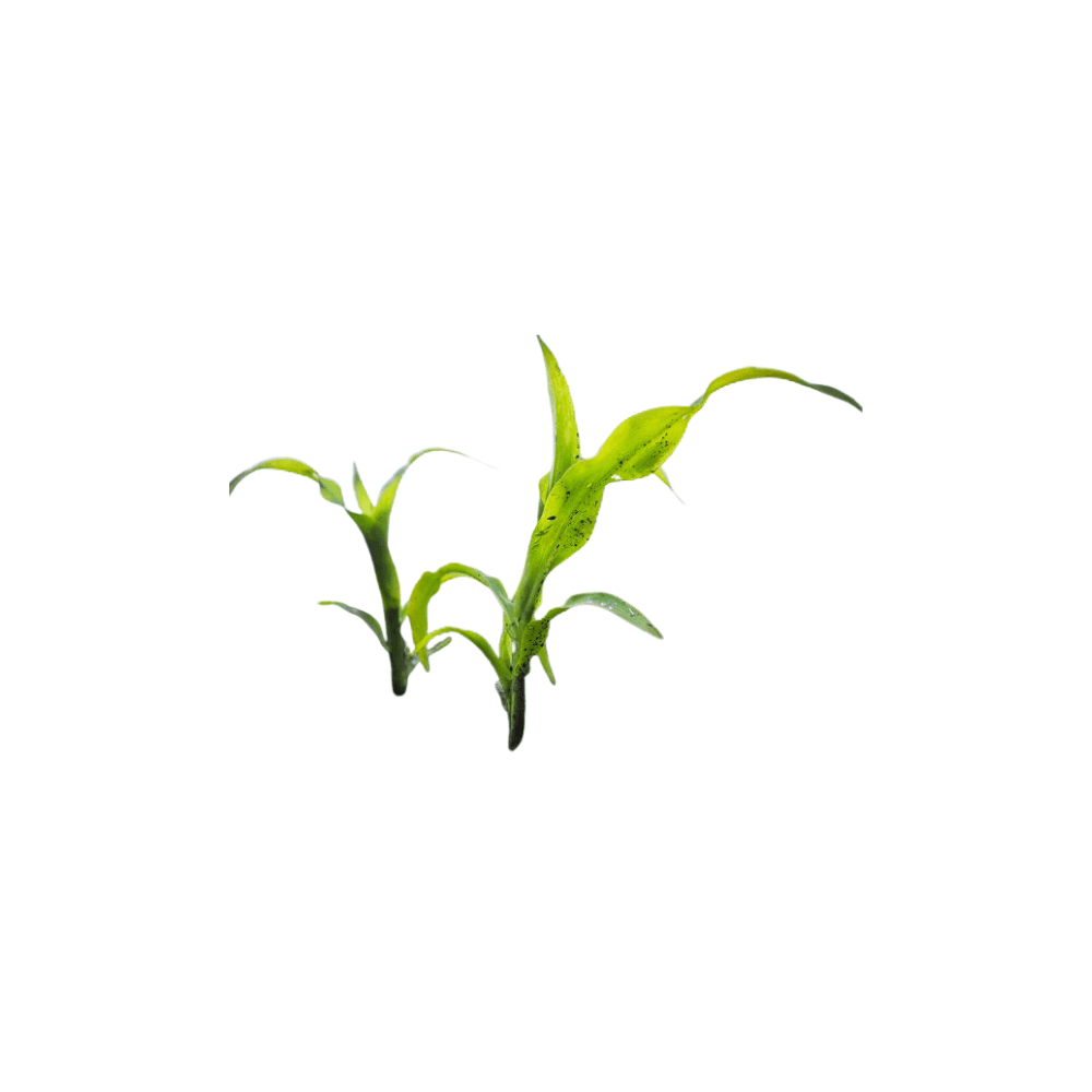 Herbicides