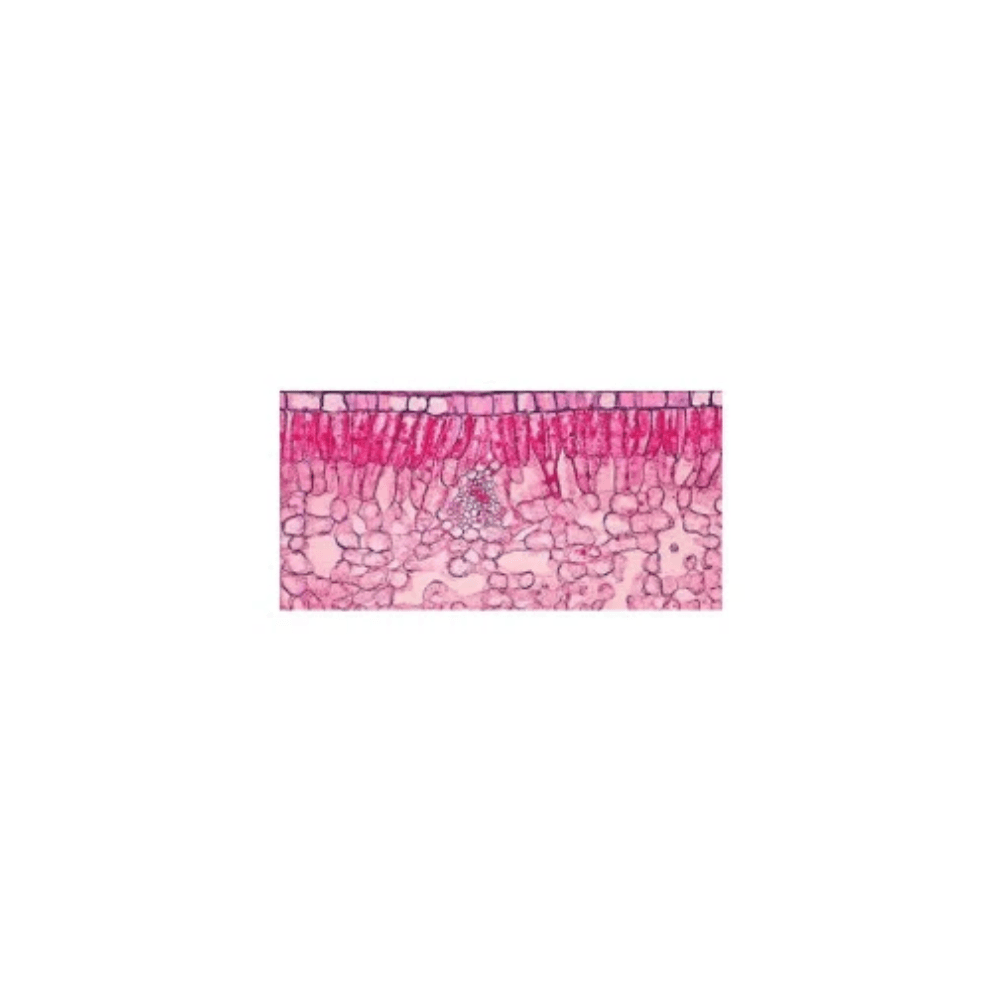 Biological Stains