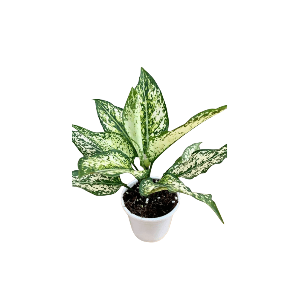 Aglaonema Plant
