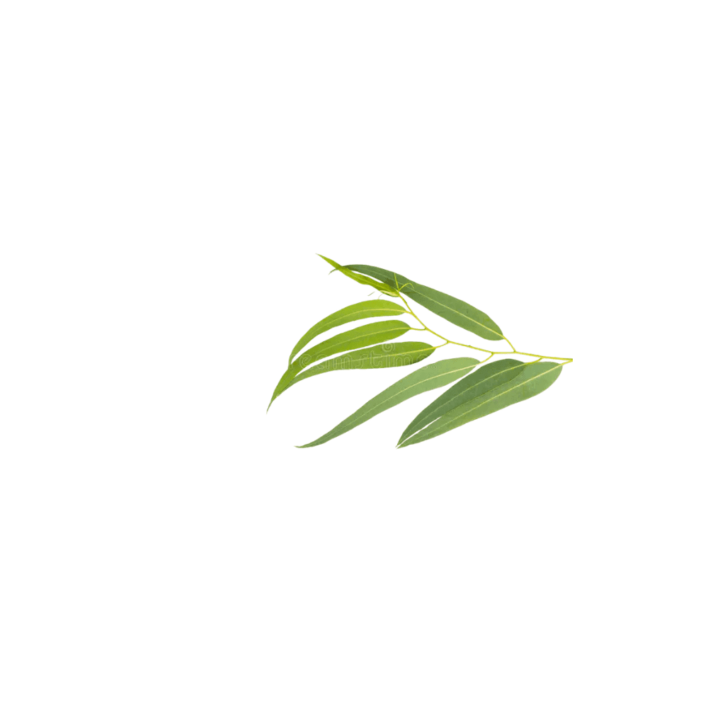 Eucalyptus Clone Plants