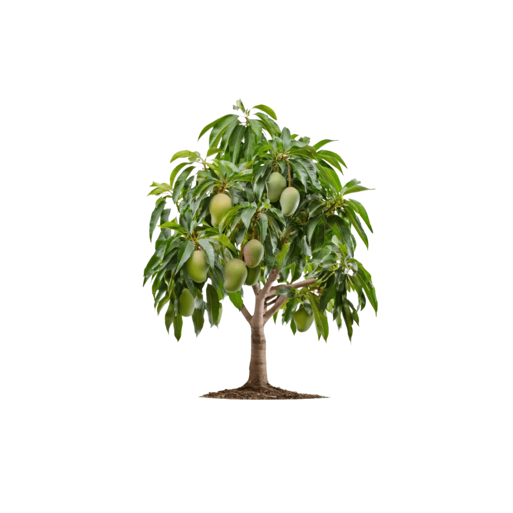 Mango Plant