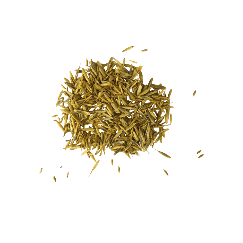 Grass Seeds