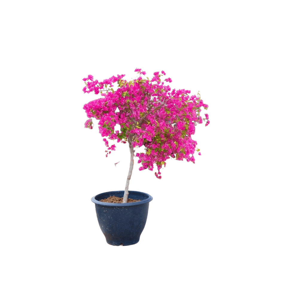 Bougainvillea Plant